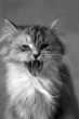 Yawning cat