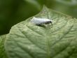 blanching butterfly