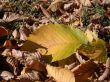 Autumn, leafs