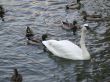 swan and ducks