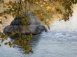 foliage, water, stone