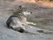The wolf