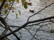 branch on water