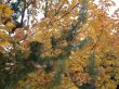 Autumn, leafs