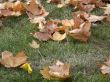 Autumn, leafs