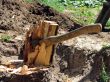 The stub of a tree and axe of the woodcutter