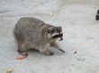racoon