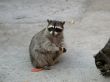 racoon