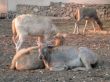 deers