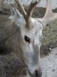 deer portrait
