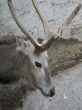 The deer