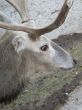 The deer