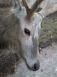 The deer