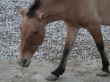 donkey