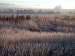 field