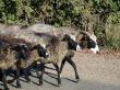 sheeps