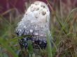 mushroom
