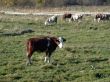 The cows