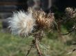 plant, macro