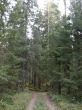 road in forest