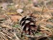 pine cones