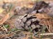 pine cone