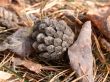 pine cone