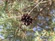 pine cones