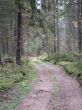 road in forest