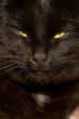 Black cats face