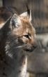 Siberian lynx