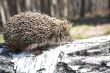 hedgehog