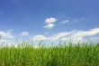 green field and bue sky