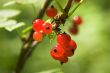 red currant