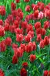 Scarlet tulips
