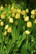 Yellow tulips