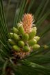 Coniferous