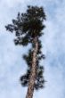 Coniferous