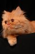 Artful cat