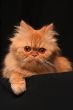 Artful cat