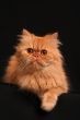 Artful cat