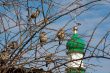 Sparrows