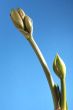 Green Buton White Lily