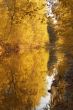 autumn tints