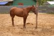 Bareback