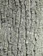 bark tree