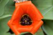 bud flowers