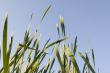 Grass