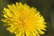 dandelion macro