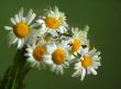 Bouquet of camomiles